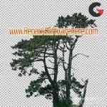 Phtobash Conifer Trees v1.0 PC Software